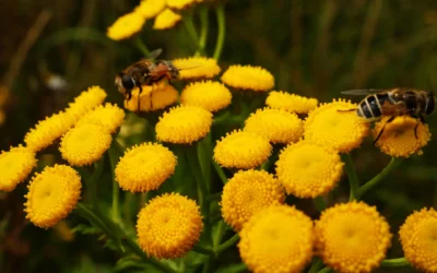 Easy Ways To Create Your Own Bee-Friendly Garden